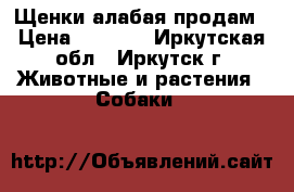 Щенки алабая продам › Цена ­ 8 000 - Иркутская обл., Иркутск г. Животные и растения » Собаки   